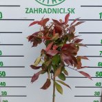 Červienka Fraserova (Photinia × fraseri) ´RED ROBIN´ - výška 90-100 cm, kont. C7L - NA KMIENKU
